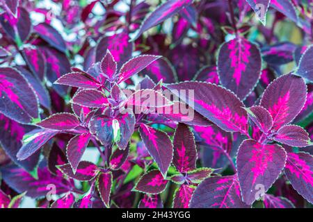 Close up top view of Strobilanthes auriculatus dyeriana Persian shield tropical flower. Sweden. Stock Photo