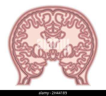 Brain Transverse Section Scan - Illustration as EPS 10 File Stock ...