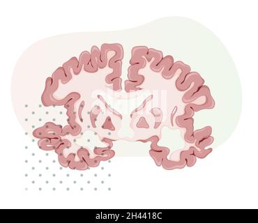 Brain Transverse Section - Illustration as EPS 10 File Stock Vector ...