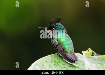 Antillean crested hummingbird (Orthorhyncus cristatus) sitting on a leaf, Grenada island, Grenada Stock Photo