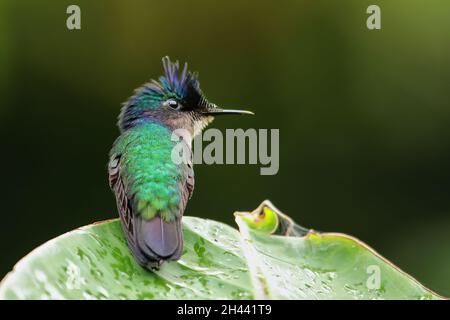 Antillean crested hummingbird (Orthorhyncus cristatus) sitting on a leaf, Grenada island, Grenada Stock Photo