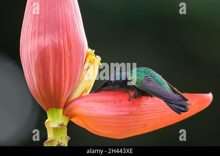 Antillean crested hummingbird (Orthorhyncus cristatus) feeding from banana flower, Grenada island, Grenada Stock Photo