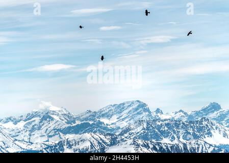 Black birds over snowy mountains for ski and snowboard Stock Photo