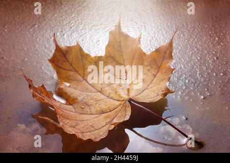 Autumn yellow leaf lies on the wet sand and mirror surface of the water with reflected blue sky and white clouds Stock Photo
