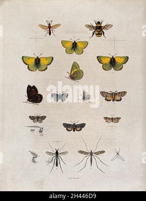Six species of butterfly and two species of moth, all members of the ...