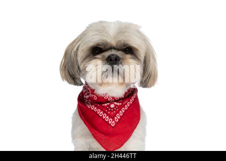 Shih store tzu scarf