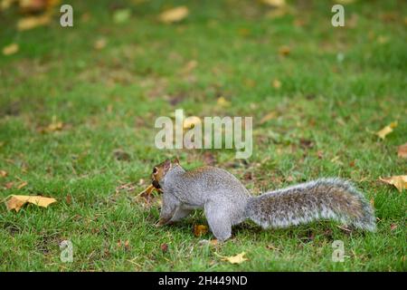 A cute squirrel is storing food for winter in Shenyang,Liaoning,China ...