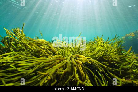 Green algae and natural sunlight underwater seascape in the ocean (seaweeds Codium tomentosum), Eastern Atlantic, Spain, Galicia