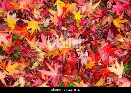 Japanese Maple (Acer) leaves on the ground in the fall. Stock Photo