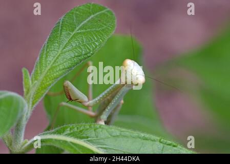 Arizona Praying Mantis (Stagmomantis limbata) Stock Photo