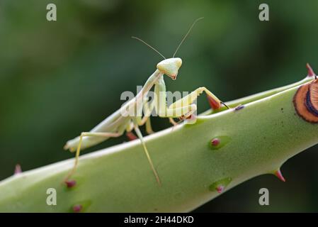 Arizona Praying Mantis (Stagmomantis limbata) Stock Photo