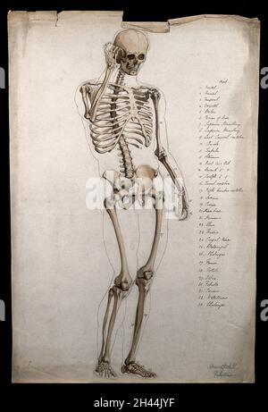 Male skeleton, front view, with right hand raised to its face. Pen and ink drawing with sepia wash, by H. Goodall, 1860/1870. Stock Photo