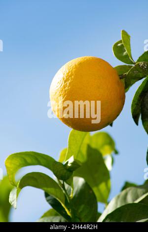 Close up view, fresh orange growing in the Spanish sun  Mediterranean fruit with a blue sky background  Vertical shot with copy space Stock Photo