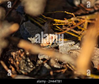 A selective focus of ladybugs on a dry leaf on the ground under the sunlight in autumn Stock Photo