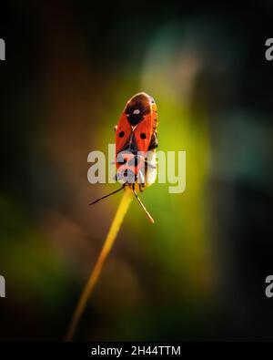 A vertical shallow focus shot of red Garden tulip Stock Photo - Alamy