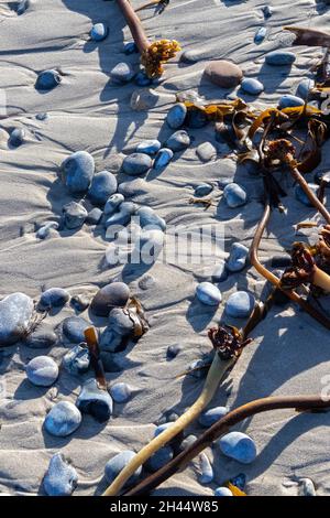 Steine und Palmentang (Laminaria hyperborea) am Strand, Düne, Insel Helgoland, Schleswig-Holstein, Deutschland | Pebbles and tangle (Laminaria hyperbo Stock Photo