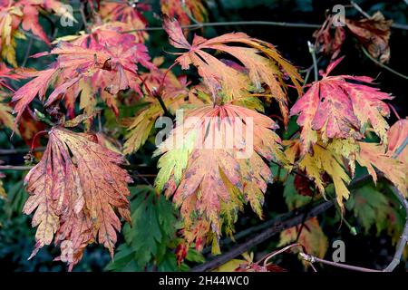 Acer japonicum ‘Aconitifolium’ full moon maple – rounded deeply lobed orange, yellow, green and red leaves,  October, England, UK Stock Photo