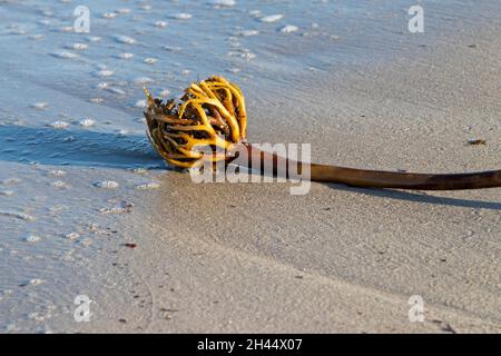 tangle, (Laminaria hyperborea) at the beach, Düne, Heligoland Island, Schleswig-Holstein, Germany Stock Photo