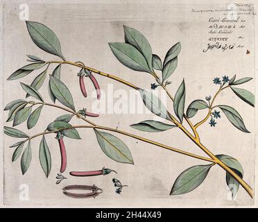 Mangrove plant (Bruguiera cylindrica Blume): branch with flowers and fruit, separate flowers and fruit and sectioned fruit. Coloured line engraving. Stock Photo