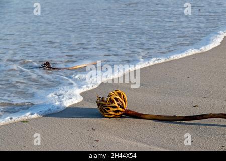 tangle, (Laminaria hyperborea) at the beach, Düne, Heligoland Island, Schleswig-Holstein, Germany Stock Photo