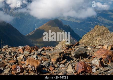 A goat in French Alps blending in with the rocks around it, a hiking trail between Nid d'Aigle and Refuge de Tete Rousse, September, France
