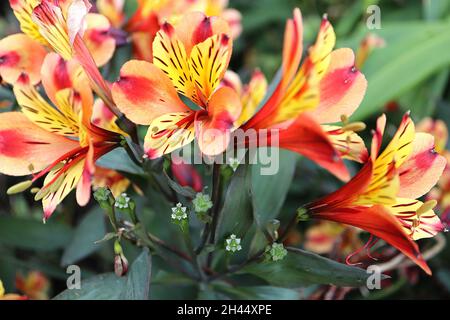 Alstroemeria ‘Indian Summer’ Peruvian lily Indian Summer – orange funnel-shaped flowers with yellow wash, deep pink stripes and brown flecks,  October Stock Photo