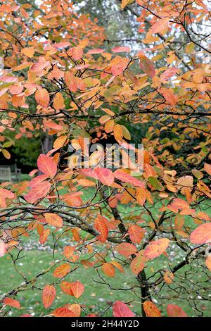 Amelanchier lamarckii Serviceberry or juneberry – orange, red and dark green mottled ovate leaves, October, England, UK Stock Photo