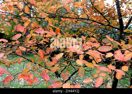 Amelanchier lamarckii Serviceberry or juneberry – orange, red and dark green mottled ovate leaves, October, England, UK Stock Photo