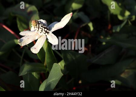 Anemopsis californica yerba mansa – conical flowerheads with tiny white florets and white spoon-shaped bracts with red stains, broad glaucous leaves, Stock Photo