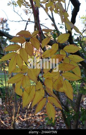 Aralia elata angelica tree – large bipinnate leaves with yellow and mid green foliage,  October, England, UK Stock Photo