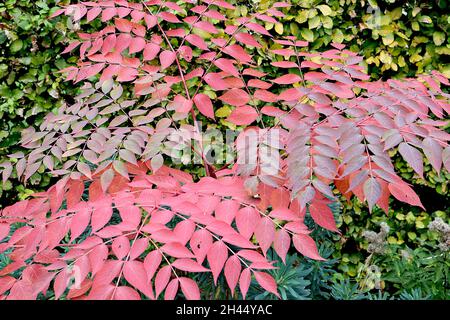 Aralia elata angelica tree – large bipinnate leaves with dark red foliage,  October, England, UK Stock Photo