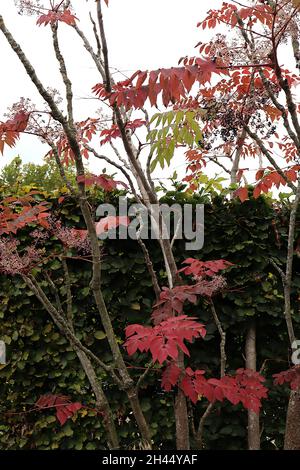 Aralia elata angelica tree – large bipinnate leaves with dark red foliage,  October, England, UK Stock Photo