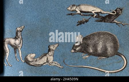 Two greyhounds, a rat and a lizard. Cut-out engraving pasted onto paper ...