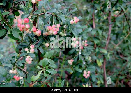 Berberis wilsoniae Wilson’s barberry – round rose white berries and obovate dark green leaves, spiny stems,  October, England, UK Stock Photo