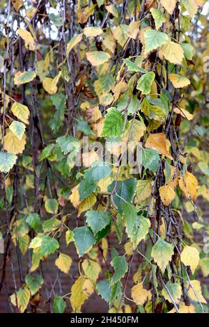 Betula pendula ‘Tristis’ weeping silver birch Tristis – yellow and green mottled leaves on dark brown pendulous branches,  October, England, UK Stock Photo
