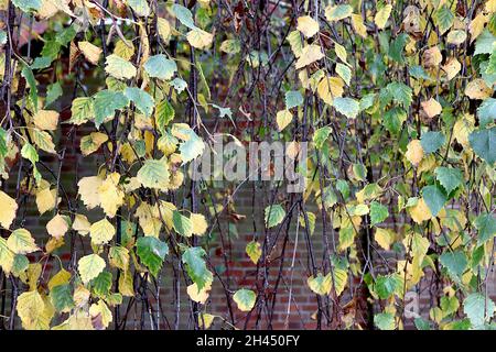 Betula pendula ‘Tristis’ weeping silver birch Tristis – yellow and green mottled leaves on dark brown pendulous branches,  October, England, UK Stock Photo