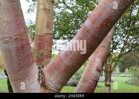 Betula utilis subsp albosinensis ‘Red Panda’ Chinese red birch Red Panda – peeling copper bark,  October, England, UK Stock Photo