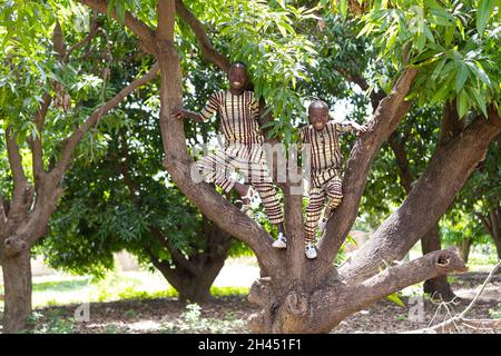 Two carefree smiling black boys having fun climbing up a tree on a West African mango plantation Stock Photo