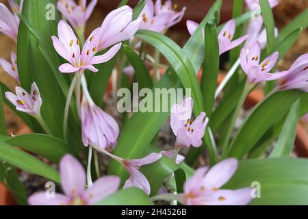 Colchicum cupanii subsp glossophyllum Mediterranean meadow saffron - very pale violet funnel-shaped flowers with slender petals on white stems, Stock Photo
