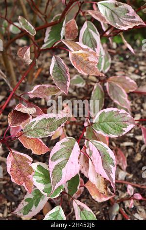 Cornus alba ‘Sibirica Variegata’ variegated Siberian dogwood – mid green ovate leaves with cream margins and pink tinges, red stems,   October, UK Stock Photo