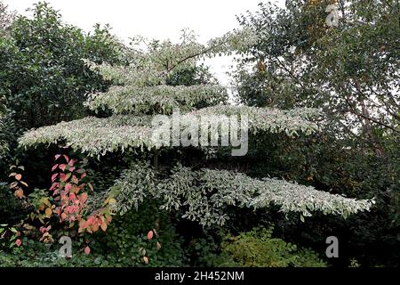 Cornus controversa ‘Variegata’ Wedding cake tree – tiers of variegated leaves,   October, England, UK Stock Photo