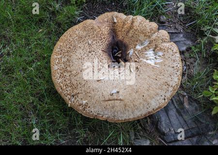 Cerioporus squamosus aka Polyporus squamosus is a basidiomycete bracket fungus, common name - dryad's saddle and pheasant's back mushroom Stock Photo