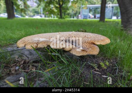 Cerioporus squamosus aka Polyporus squamosus is a basidiomycete bracket fungus, common name - dryad's saddle and pheasant's back mushroom Stock Photo