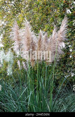 Pampas grass or Cortaderia selloana with large decorative white