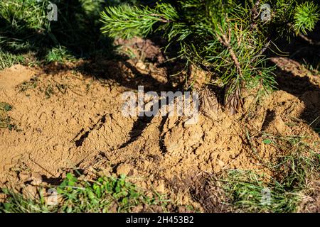 Planting a tree in the ground. People drip holes and plant seedlings. Creating a forest. Caring for nature, planting trees. Digging soil for planting Stock Photo
