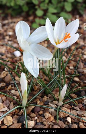 Crocus boryi Bory crocus – white goblet-shaped flowers with orange styles, dark green leaves with silver midbar, very short stems,  October, England, Stock Photo