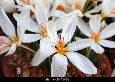 Crocus boryi Bory crocus – white goblet-shaped flowers with orange styles, dark green leaves with silver midbar, very short stems,  October, England, Stock Photo