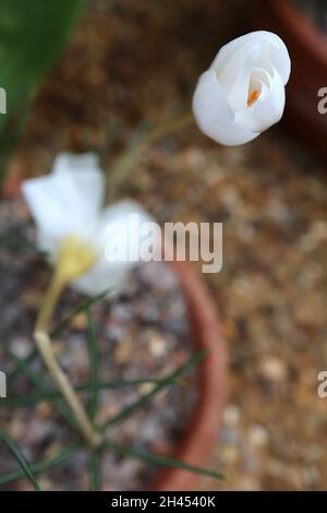 Crocus niveus snow white crocus – white bell-shaped flowers with yellow orange style, pale yellow stems,  October, England, UK Stock Photo