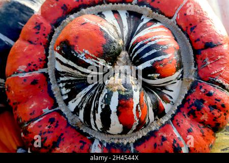 Cucurbita maxima ‘Turban Squash’ pumpkin Turks Turban – bright orange skin with dark green speckles, knobbled top half with white and dark green strea Stock Photo