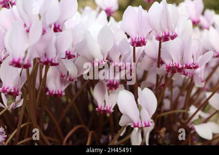 Cyclamen hederifolium f. forma FLOWERS ONLY Ivy-leaved cyclamen – very pale pink white flowers with upswept petals,  October, England, UK Stock Photo